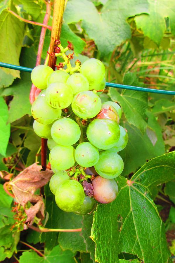 Chata U Vinara Milana, Tatralandia Liptovsky Mikulas Ngoại thất bức ảnh